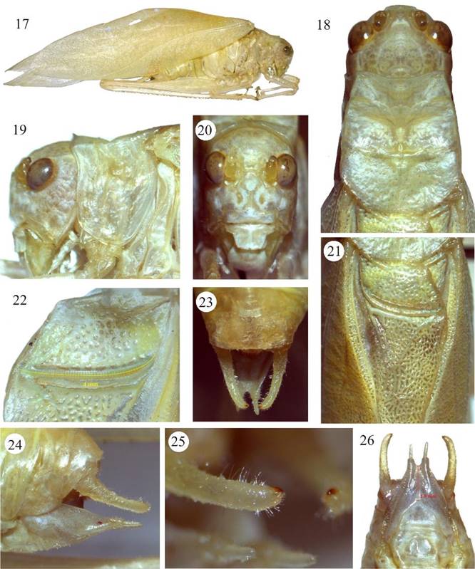 Microcentrum rhombifolium. Macho, 17) habitus, 18) cabeza y pronoto, vista dorsal, 19) cabeza y pronoto, vista lateral, 20) fastigio del vertex y fastigio frontal, 21) aparato estridulador, 22) peine estridulador, 23) cercos vista dorsal, 24) cercos y plato subgenital, vista lateral, 25) acercamiento de los cercos, vista dorsal, 26) plato subgenital, vista ventral.