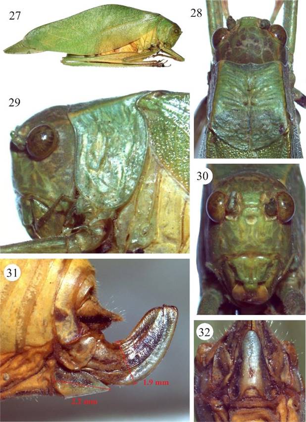 Microcentrum rhombifolium. Hembra, 27) habitus, 28) cabeza y pronoto, vista dorsal, 29) cabeza y pronoto, vista lateral, 30) fastigio del vertex y fastigio frontal, 31) ovipositor, plato subgenital y lóbulo del ovipositor, vista lateral, 32) plato subgenital, vista ventral.