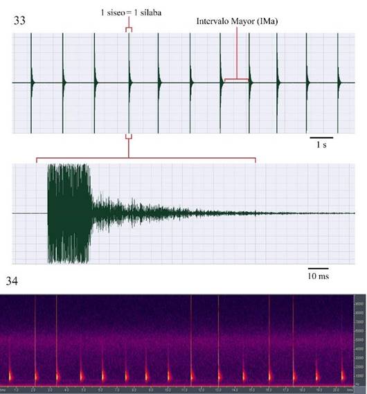 Microcentrum tecactli n. sp. San Felipe Orizatlán, Hidalgo, México. 33) Oscilograma de la señal acústica de llamado “siseo”. 34) Espectro de frecuencia y fi pico en la señal acústica de siseo.