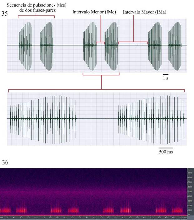 Microcentrum tecactli n. sp. San Felipe Orizatlán, Hidalgo, México. 35) Oscilograma de secuencias-pares de pulsaciones (tics). 36) Espectro de frecuencia y fi pico en secuencias-pares de pulsaciones (tics).