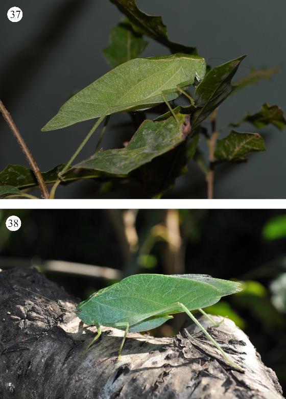 37) Microcentrum tecactli n. sp. Macho, en hábitat natural. 07.X.2015. San Felipe Orizatlán, Hidalgo, México. 38) Microcentrum rhombifolium. Macho, en hábitat natural. 26.VIII.2015. Tula, Tamaulipas, México.