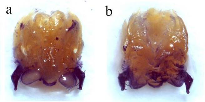 Microcentrum tecactli n. sp. Macho, genitalia interna: a) vista dorsal, b) vista ventral
