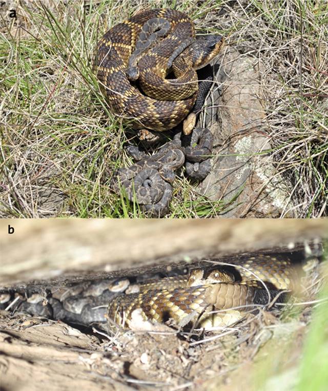 a) Hembra adulta y crías de Crotalus molossus nigrescens en la localidad de
las Canoas, Singuilucan, Hidalgo, México; b) Hembra adulta y
crías de Crotalus molossus nigrescens dentro de la roca donde fueron
encontradas en la localidad Las Canoas, Singuilucan, Hidalgo,
México.