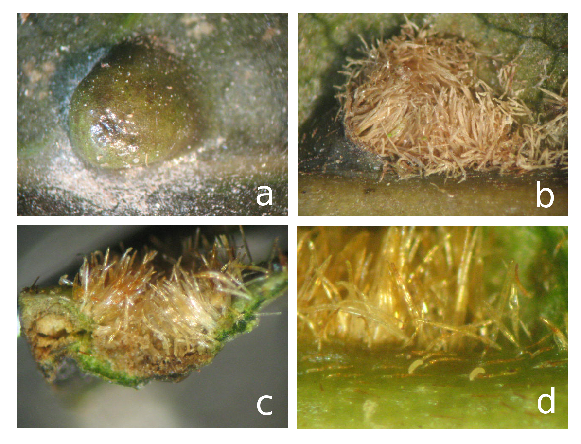 Daños provocados por Aceria annonae en hojas de guanábana, a) detalle del erineo en el haz de la hoja; b) crecimiento anormal de tricomas en el envés de la hoja; c) corte transversal que muestra ambas partes de la hoja; d) eriófidos fuera del erineo.
