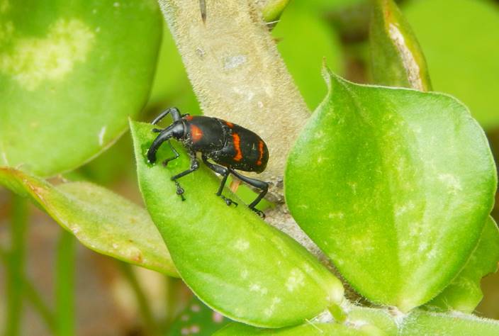 Adulto de Cactophagus spinolae aliment&aacute;ndose de las hojas de P.diguetii.
