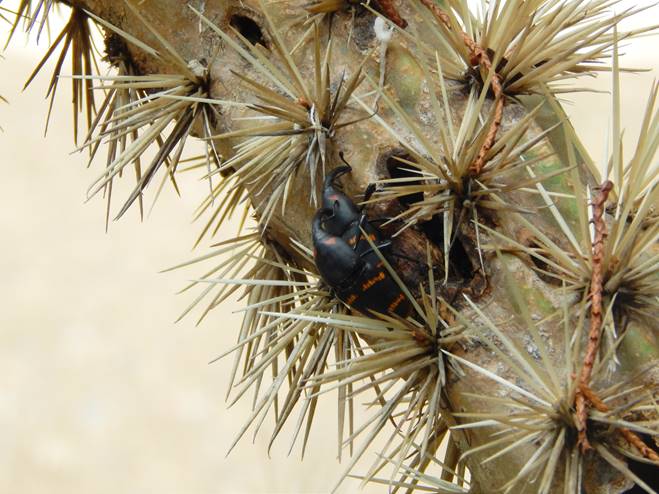 Adultos de Cactophagus spinolae sobre C. imbricata (n&oacute;tese el da&ntilde;o en el tallo).