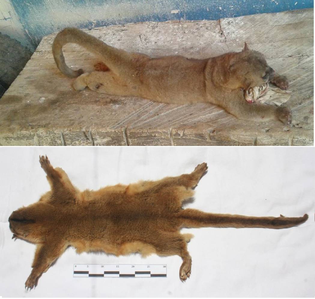 Muestra al ejemplar al d&iacute;a siguiente de ser cazado (parte superior) y se observa la piel curtida del mismo (parte inferior).