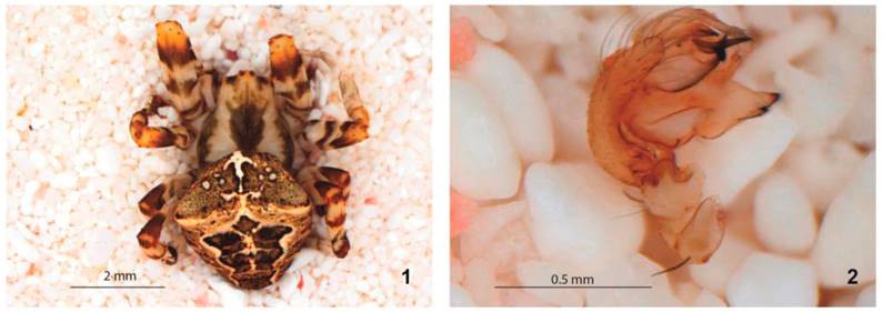 2. Araneus illaudatus. 1. Macho vista dorsal. 2.
							Pedipalpo vista prolateral.
