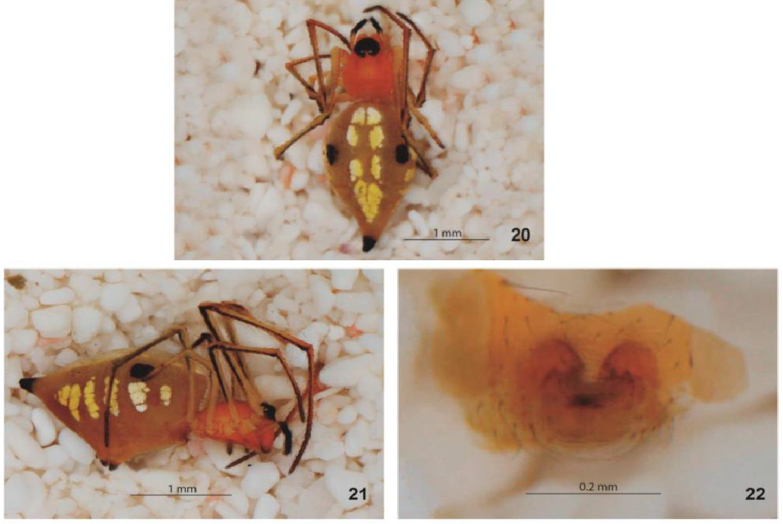 Chrysso albomaculata. 20. Hembra vista dorsal. 21.
							Hembra vista lateral. 22. Epigineo vista ventral.