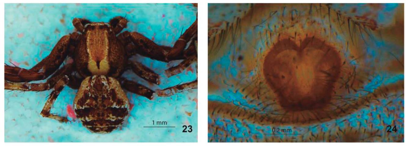 24. Xysticus californicus. 23. Hembra vista dorsal.
							24. Epigineo vista ventral.