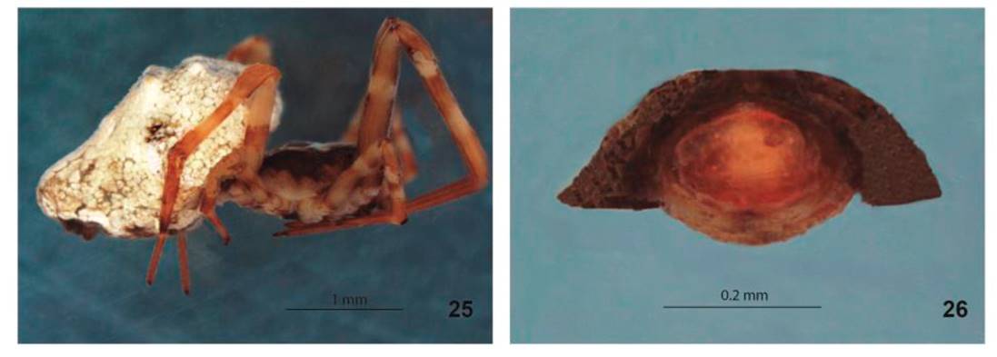 26. Philoponella arizonica. 25. Hembra vista
							lateral. 26. Epigineo vista ventral.