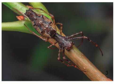 Edricus sp. Juvenil vista dorsal.