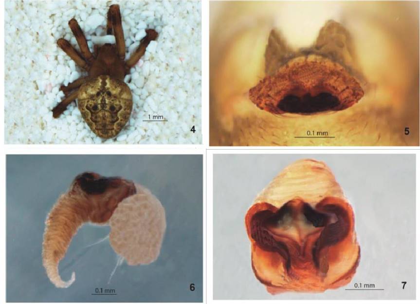 Eustala emertoni. 4. Hembra vista dorsal. 5.
							Epigineo vista ventral. 6. Epigineo vista lateral. 7. Epigineo vista
							posterior.