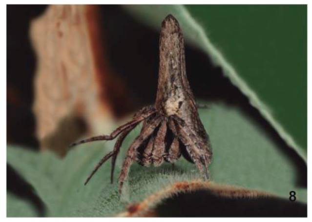 Pozonia sp. Juvenil vista lateral.