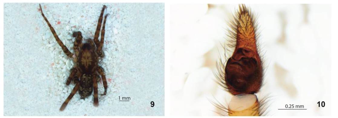 10. Arctosa minuta. 9. Macho vista dorsal. 10.
							Pedipalpo vista vental.