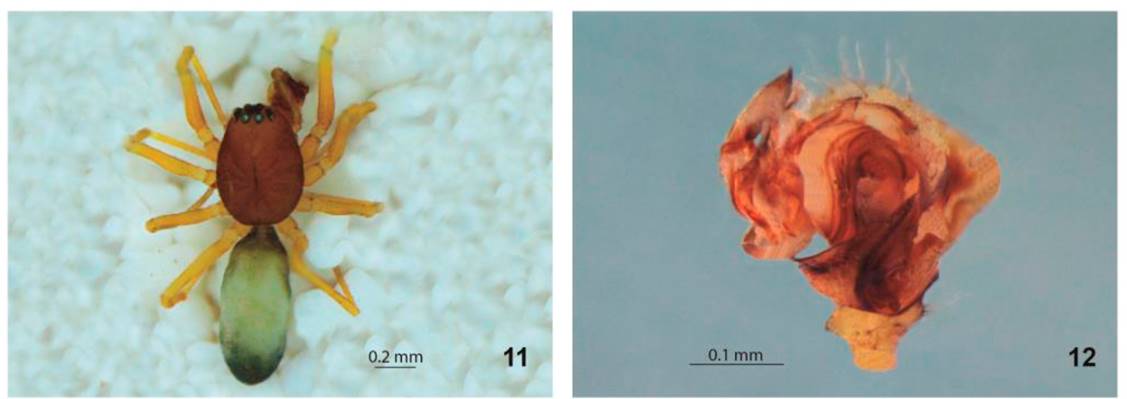 12. Tennesseellum gollum. 11. Macho vista dorsal.
							12. Pedipalpo vista retrolateral.