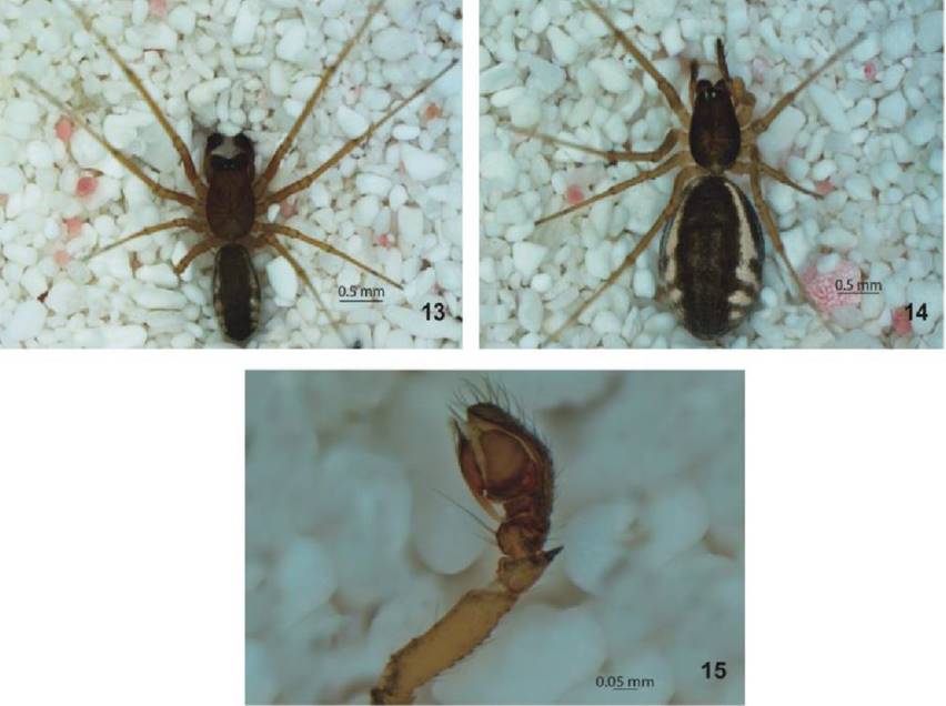 Frontinella pyramitela. 13. Macho vista dorsal. 14.
							Hembra vista dorsal. 15. Pedipalpo vista retrolateral.