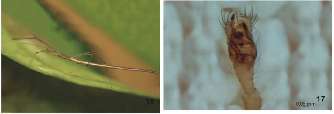 17. Ariamnes mexicanus. 16. Macho vista lateral. 17.
							Pedipalpo vista ventral.