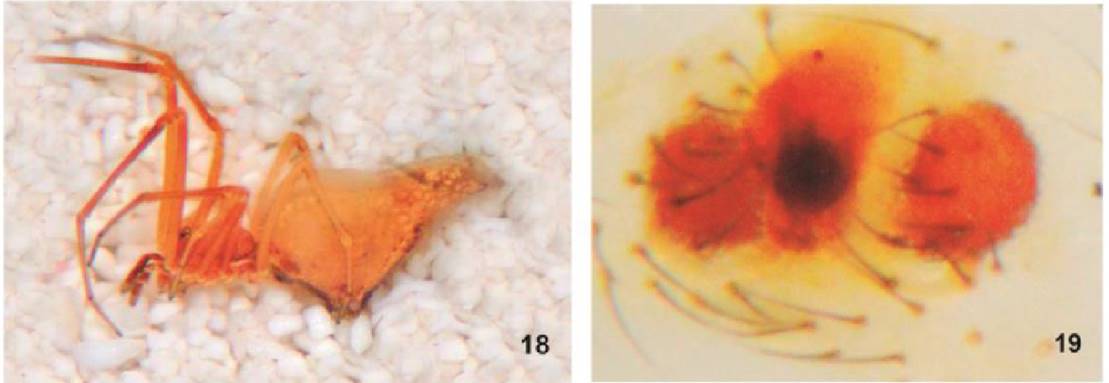19. Neospintharus boboquivari. 18. Hembra vista
							lateral. 19. Epigineo vista ventral.