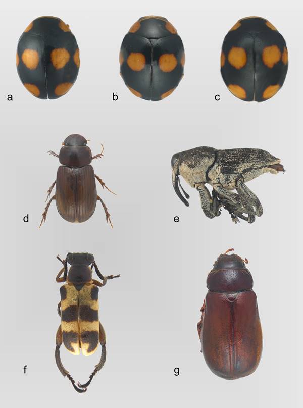 Ejemplares tipo depositados en la Colecci&oacute;n Coleopterol&oacute;gica de la
							Facultad de Estudios Superiores. a) Brachiacantha
								angulata Nestor-Arriola & Toledo-Hern&aacute;ndez; b)
								B. brevicuspidata Nestor-Arriola
							& Toledo-Hern&aacute;ndez; c) B. truncata
							Nestor-Arriola & Toledo-Hern&aacute;ndez; d) Cephalocyclus
								ordonezi Dellacasa, Dellacasa & Gordon; e)
								Macrocopturus burserophagus Mu&ntilde;iz & Ord&oacute;&ntilde;ez; f)
								Mastostethus gracilis Rodr&iacute;guez-Mir&oacute;n; g)
								Phyllophaga villardoi Mor&oacute;n &
							Ord&oacute;&ntilde;ez-Res&eacute;ndiz.