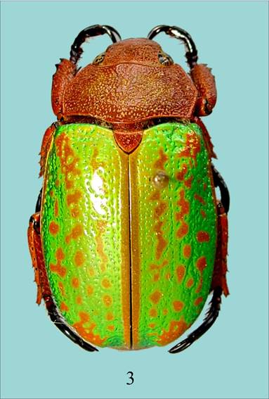 Una de las especies de Plusiotis m&aacute;s atractiva para Miguel &Aacute;ngel: Plusiotis victorina (Hope, 1840).