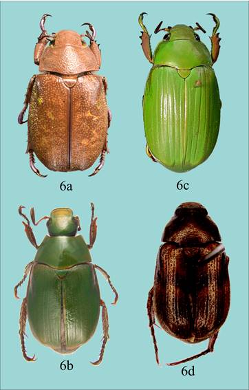 Especies de Rutelinae dedicadas a Miguel &Aacute;ngel Mor&oacute;n: a) Plusiotis moroni; b) Yaaxkumukia moroni; c) Chrysina miguelangeli; d) Anomala moroni.