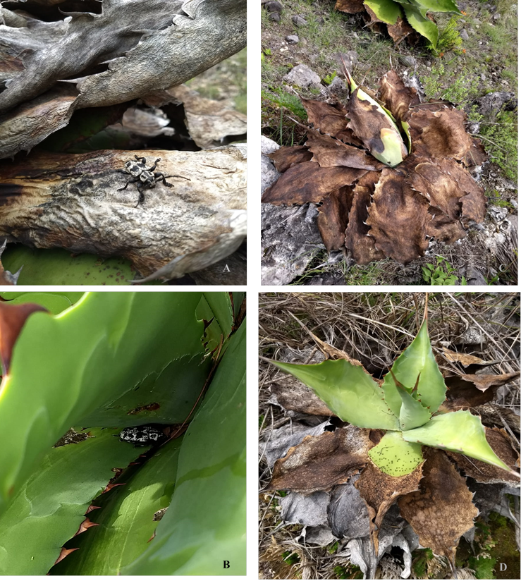 Adulto de A. funeraria en plantas de
						A. cupreata silvestres (A y B), daños
						ocasionados a las plantas jóvenes (C y D).