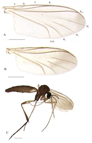 Lygistorrhina (Probolaeus) acahuizotla sp. nov. A) Male wing, dorsal view; B) Female wing; C) Female, lateral view. Scales = 0.5 mm.