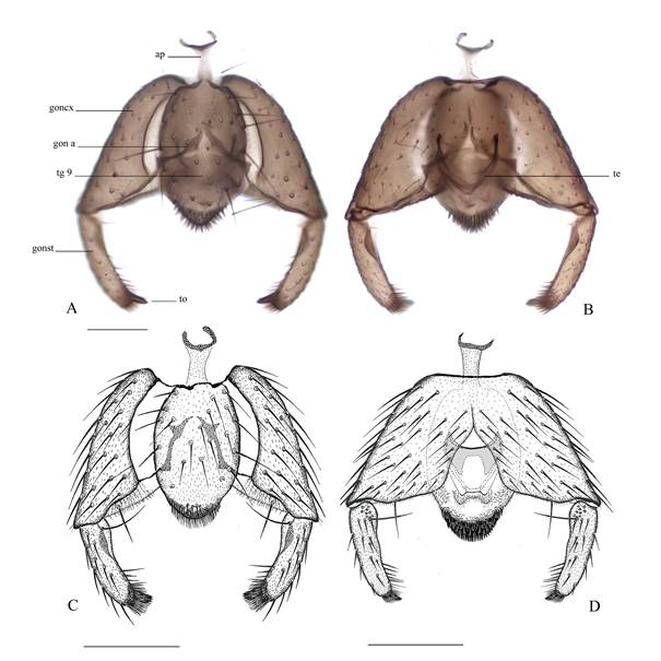 Lygistorrhina (Probolaeus) acahuizotla sp. nov. Male terminalia, A, C) Dorsal view; B, D) Ventral view. Scales: A-B = 0.1 mm; C-D = 0.16 mm.