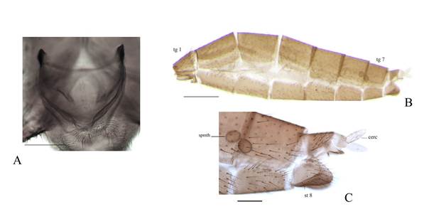 Lygistorrhina (Probolaeus) acahuizotla sp. nov. A) Male, tegmen, ventral view; B-C) Female, abdominal segments, lateral view.