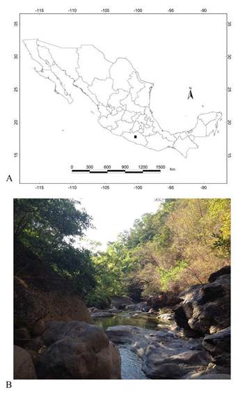 Lygistorrhina (Probolaeus) acahuizotla sp. nov. A) Distribution, solid black square; B) Type locality.