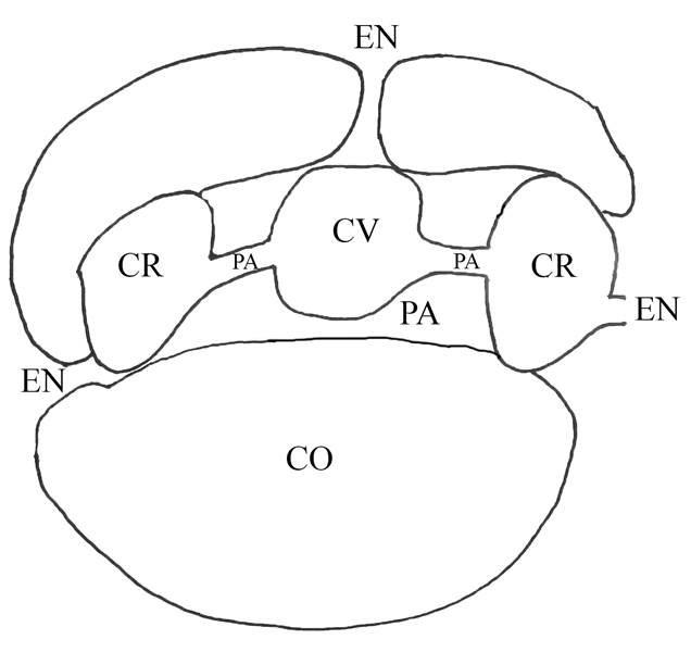 Esquema de un nido de Neotoma de Durango. Tomado y modificado de (Montiel-Parra et al., 2001) Abreviaturas: CV= c&aacute;mara verde, CR= c&aacute;mara de reposo, CO= cobertura, PA= pasaje, EN= entrada.