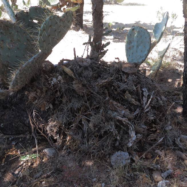 Nido de Neotoma mexicana del rancho &ldquo;El Estribo&rdquo;, San Miguel de Allende, Guanajuato.