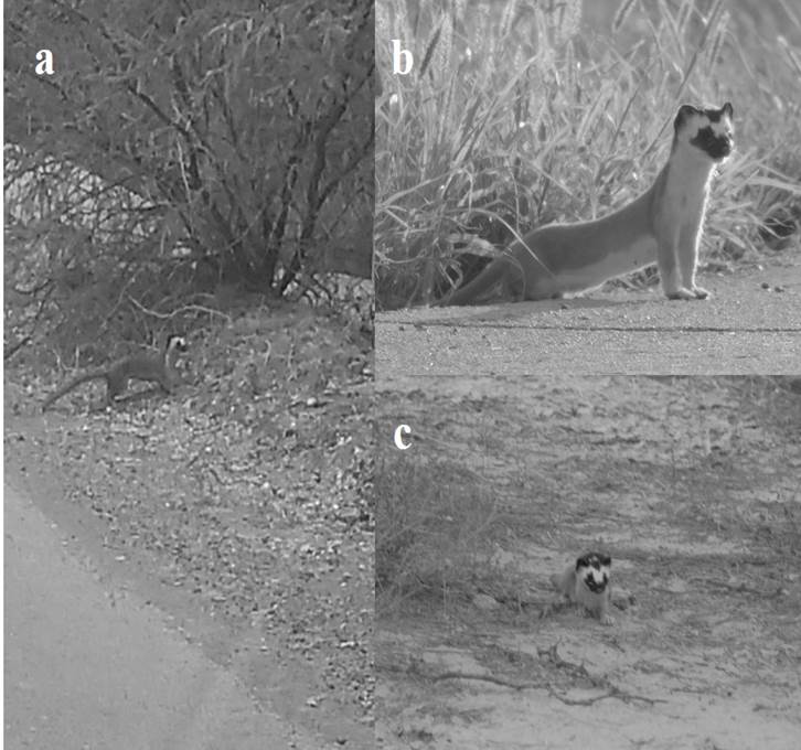 Registros fotográficos de la comadreja de cola larga (M.
frenata) en la zona semiárida al noreste de Durango, México. a)
Primer registro observado cerca de la localidad URUZA-Chapingo, b) Segundo
registro cercano a la localidad Bermejillo y; c) Tercer registro en la
localidad La Victoria.