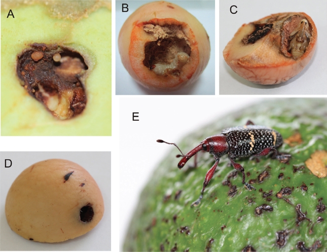 Ciclo de vida de Heilipus lauri: A. Huevos al interior del fruto B. Larva consumiendo semilla C. Pupa en semilla D. Semilla con orificio realizado por el adulto para emerger E. Adulto.