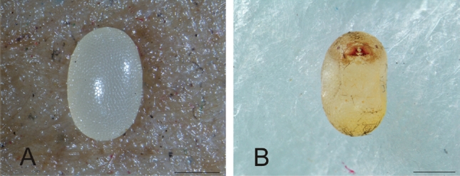Heilipus lauri, huevo: A. Huevo recién puesto B. Larva próxima a emerger. Escala: 0,5 mm.