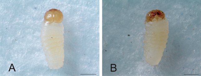 Heilipus lauri, larva de primer estadio: A. Vista dorsal B. Vista ventral. Escala: 0,5 mm.
