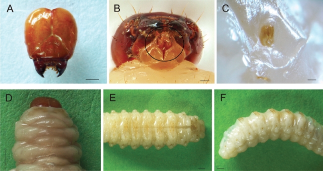 Heilipus lauri, larva madura: A. Cápsula cefálica, vista dorsal B. Cápsula cefálica, vista ventral. Nótese las tormas labrales (círculo negro) C. Espiráculo protorácico D. Tórax, vista dorsal. Nótese las dos manchas oscuras en el pronoto E. Abdomen, vista dorsal F. Abdomen, vista lateral. Escalas: A: 0,5 mm; B: 1 mm; C: 0,1 mm; D-F: 1 mm.