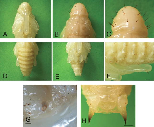 Heilipus lauri, pupa recién transformada A. Cabeza y pico, vista ventral B. Segmentos torácicos, vista dorsal C. Pronoto, vista dorsal D. Abdomen, vista dorsal E. Abdomen, vista ventral F. Espiráculos abdominales, vista lateral G. Espiráculo abdominal H. Proyecciones cónicas IX segmento abdominal, vista ventral. Escalas: A-F: 1 mm; G: 0,2 mm; H: 0,5 mm.