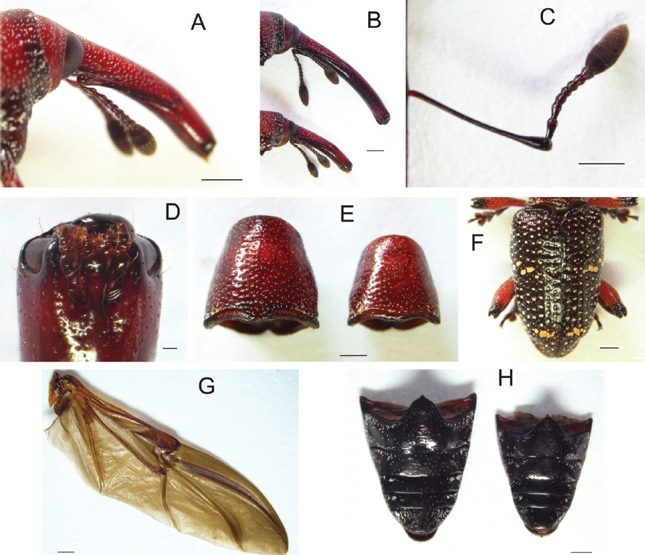 Heilipus lauri, adulto: A. Cabeza, vista lateral macho B. Rostro, vista lateral (♀arriba, ♂abajo) C. Antena derecha, vista dorsal hembra D. Aparato bucal, vista ventral hembra E. Pronoto, vista dorsal (♀izquierda, ♂derecha) F. Élitros, vista dorsal macho G. Ala posterior derecha, vista dorsal hembra H. Abdomen, vista ventral (♀izquierda, ♂derecha). Escalas: A-C: 1 mm; D: 0,1 mm; E-H: 1 mm.
