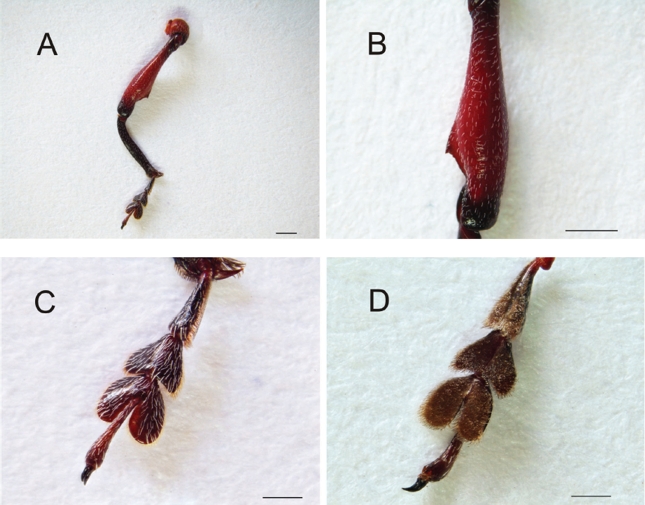 Heilipus lauri, adulto hembra: A. Pata anterior izquierda, vista dorsal B. Fémur anterior derecho, vista dorsal C. Tarso anterior izquierdo, vista dorsal D. Tarso anterior izquierdo, vista ventral. Escalas: A-B: 1 mm; C-D: 0,5 mm.