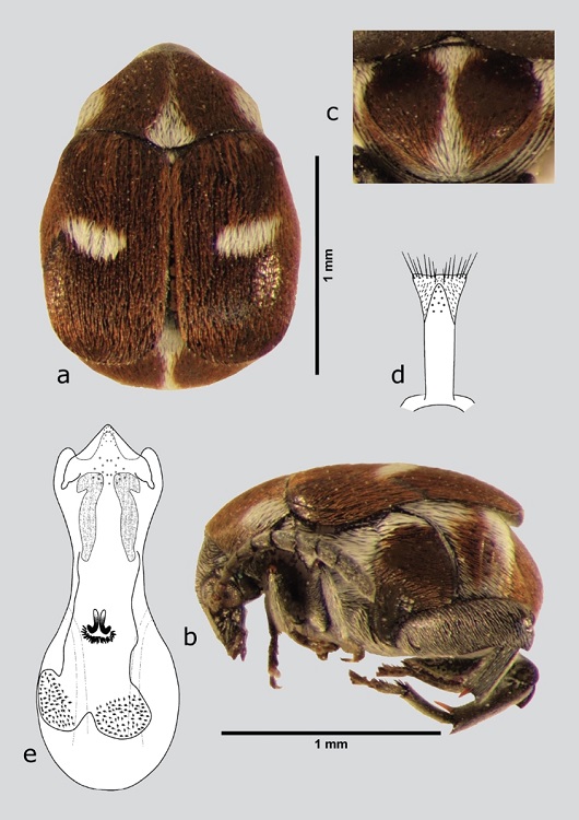 Z. spectabilis (macho), a) dorsal, b) lateral, c) pigidio, d) l&oacute;bulos laterales, e) l&oacute;bulo medio. Dibujos tomados de Romero & Johnson (2000).