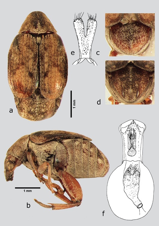 A. johnsoni (macho), a) dorsal, b) lateral, c) pigidio, d) pigidio (hembra), e) l&oacute;bulos laterales, f) l&oacute;bulo medio. Dibujos tomados de Kingsolver (1986).