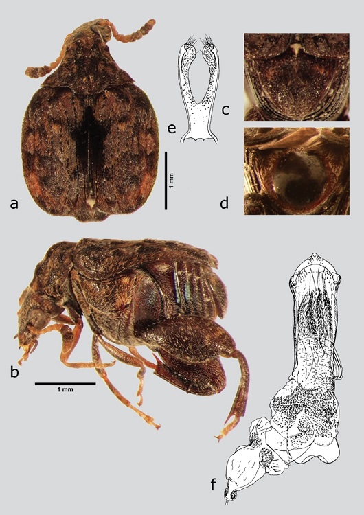 G. cristicollis (macho), a) dorsal, b) lateral, c) pigidio, d) pigidio (hembra), e) l&oacute;bulos laterales, f) l&oacute;bulo medio. Dibujos tomados de Whitehead & Kingsolver (1975).