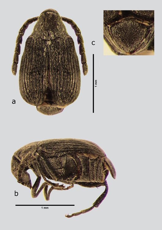 M. hidalgoi (macho), a) dorsal, b) lateral, c) pigidio, d) l&oacute;bulos laterales, e) l&oacute;bulo medio. Debido a que no existe a&uacute;n la descripci&oacute;n de la genitalia del macho de esta especie para la ciencia, se est&aacute; trabajando en su preparaci&oacute;n y esquematizaci&oacute;n para publicarse en un futuro.