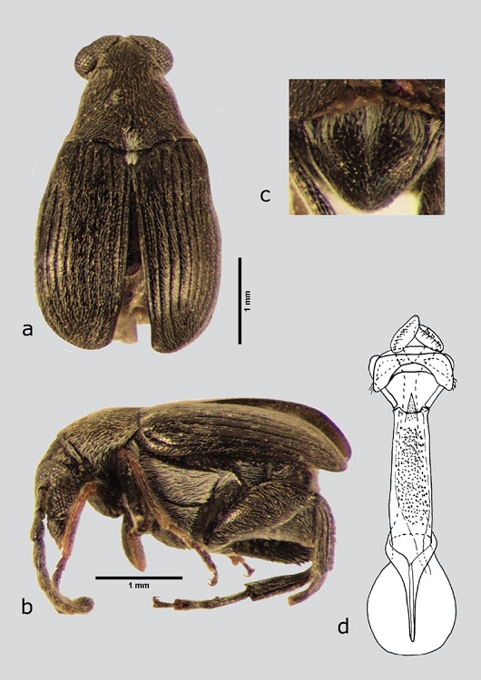M. serraticulus (macho), a) dorsal, b) lateral, c) pigidio, d) l&oacute;bulos laterales y l&oacute;bulo medio. Dibujos tomados de Kingsolver & Whitehead (1976).