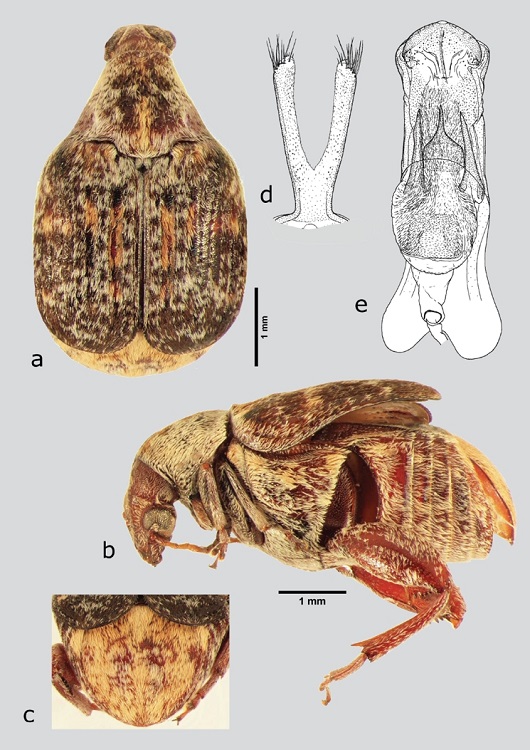 M. julianus (macho), a) dorsal, b) lateral, c) pigidio, d) l&oacute;bulos laterales, e) l&oacute;bulo medio. Dibujos tomados de Kingsolver (1988).