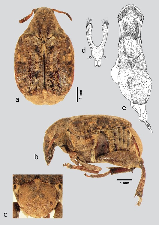 M. major (macho), a) dorsal, b) lateral, c) pigidio, d) l&oacute;bulos laterales, e) l&oacute;bulo medio. Dibujos tomados de Kingsolver (1988).