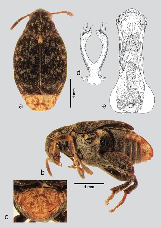 M. porphyreus (macho), a) dorsal, b) lateral, c) pigidio, d) l&oacute;bulos laterales, e) l&oacute;bulo medio. Dibujos tomados de Kingsolver (1988).