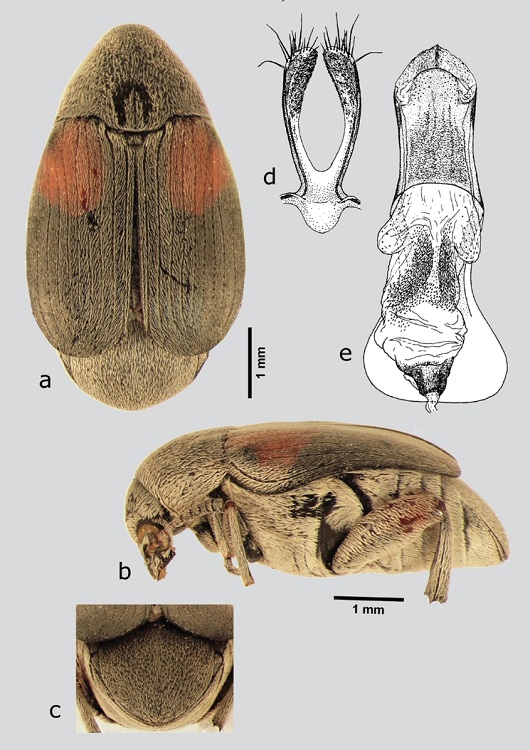 M. humeralis (macho), a) dorsal, b) lateral, c) pigidio, d) l&oacute;bulos laterales, e) l&oacute;bulo medio. Dibujos tomados de Kingsolver & Johnson (1978).